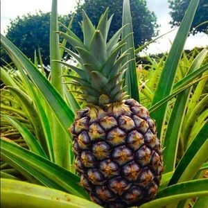 Meet your Posher, Minh